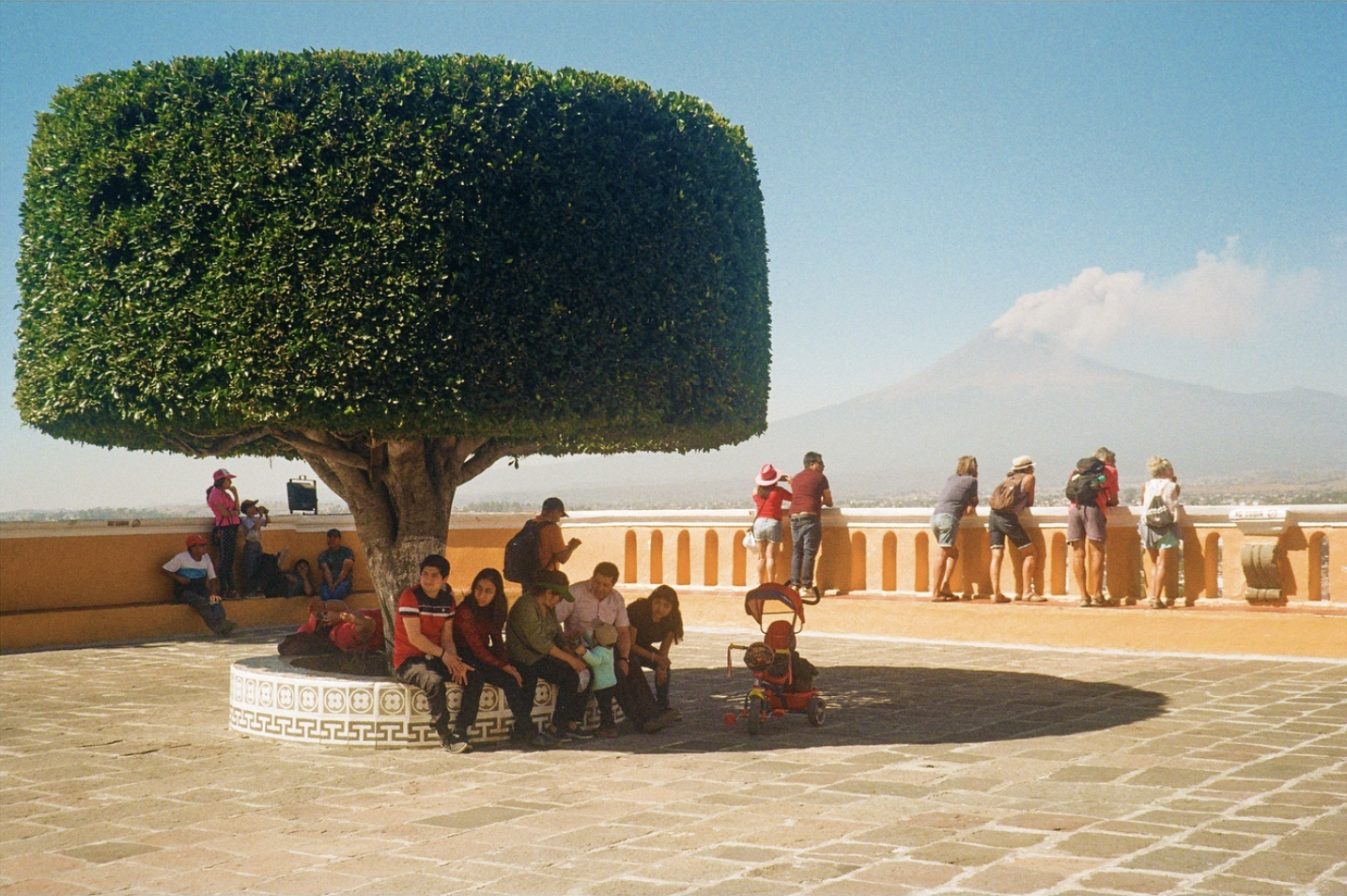 Courtyard with topiary tree, Mexico