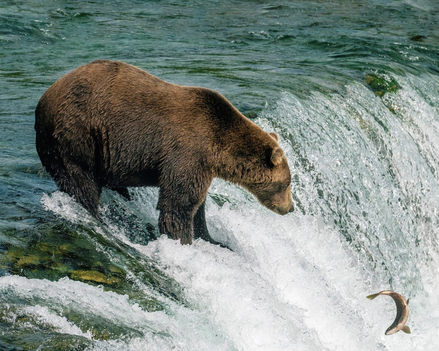 Bear catching salmon, Alaska