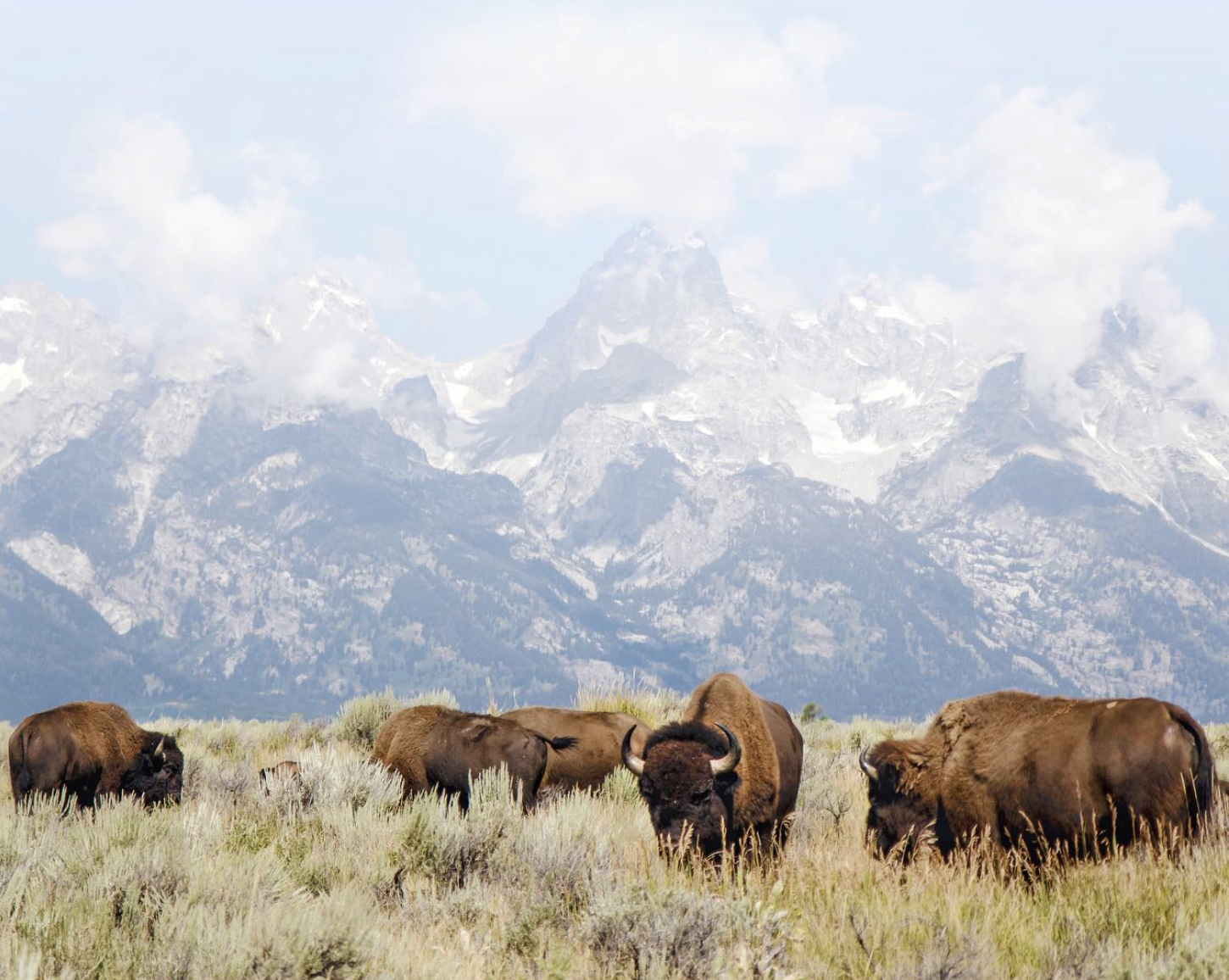 Bison, Grand Teton, Wyoming